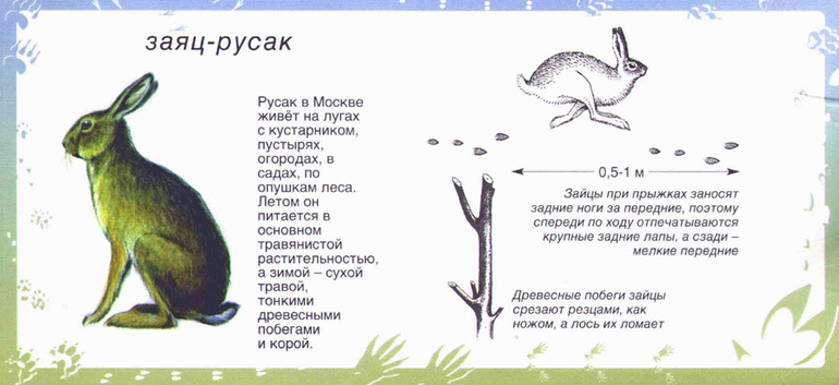 ТН как зимуют животные ч.1