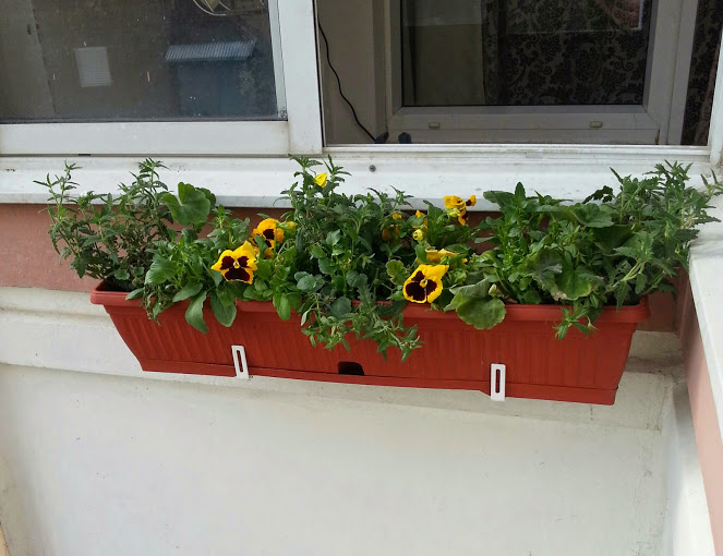 Выросли, окрепли, зацвели, переехали...