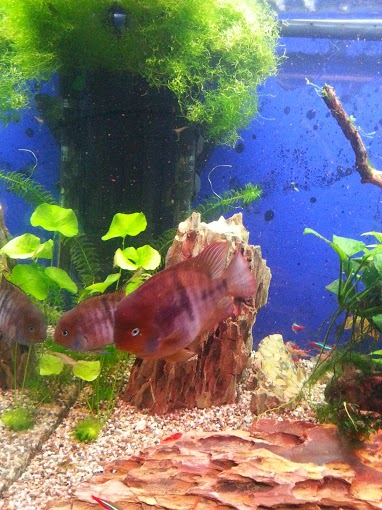 отдаю мальков цихлазома седжика и цихлазома фламинго. юго-западная