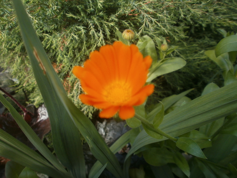 Цветы, что растут у моих родителей во дворе дома