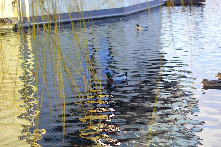 Птички Будапешта)