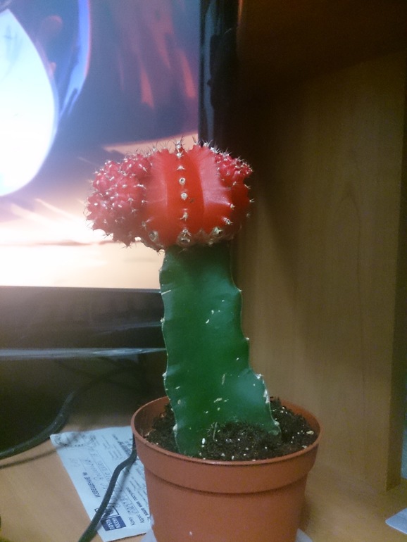 гибридный кактусик!)