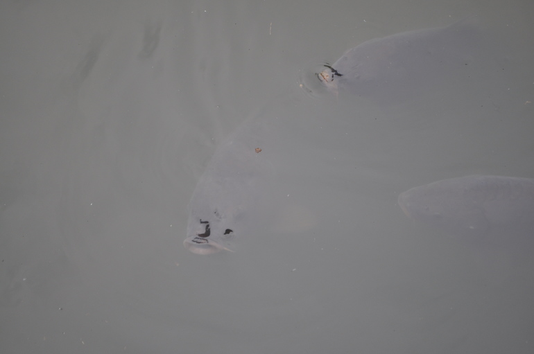 Гулялки по Германии