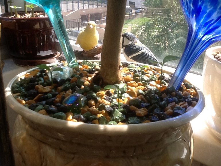 Цитрусы из косточек...