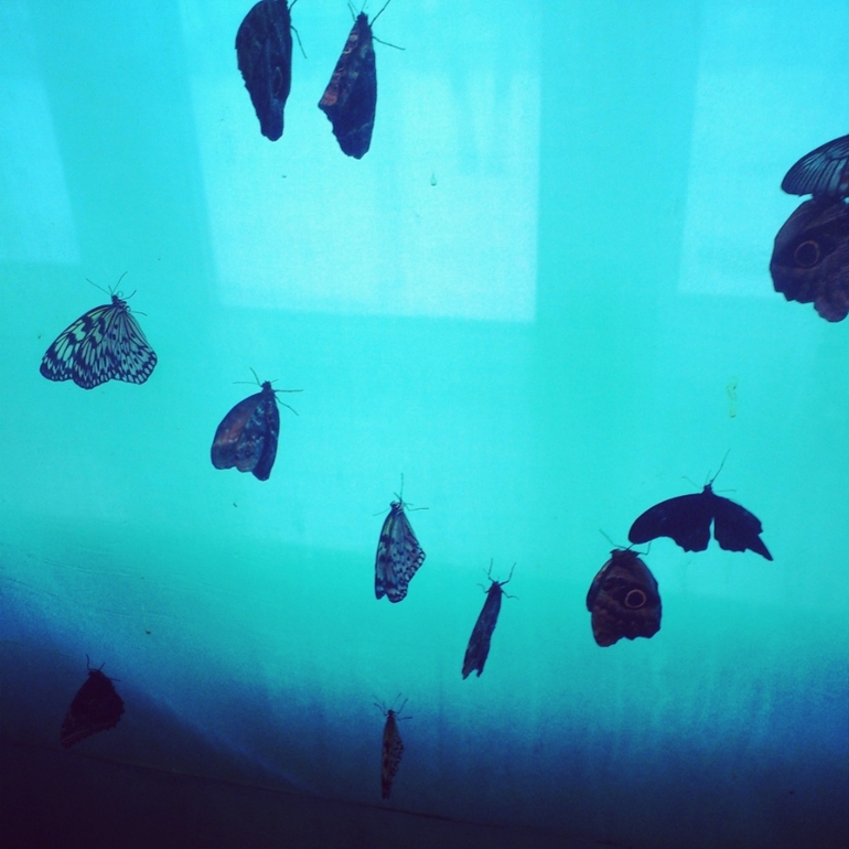 31 января: скульптуры изо льда, выставка бабочек, Балтийский цирк