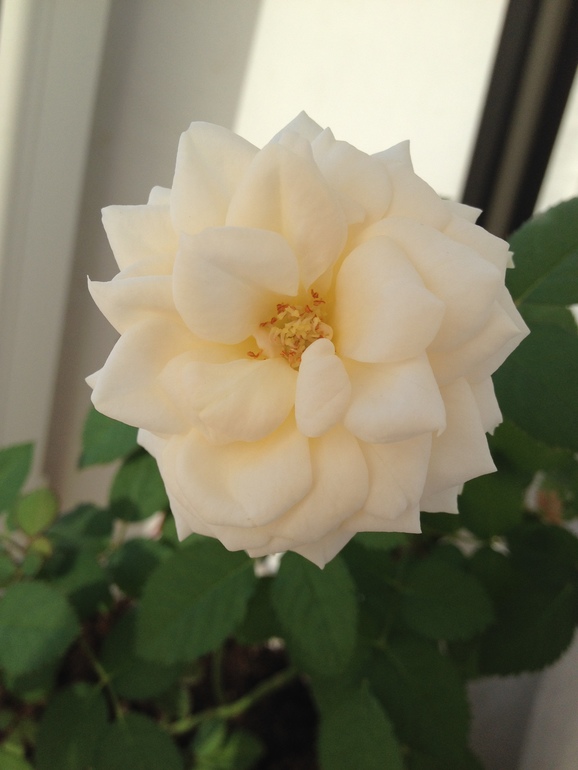 Home, sweet home. 10 марта. Взгляд изнутри.