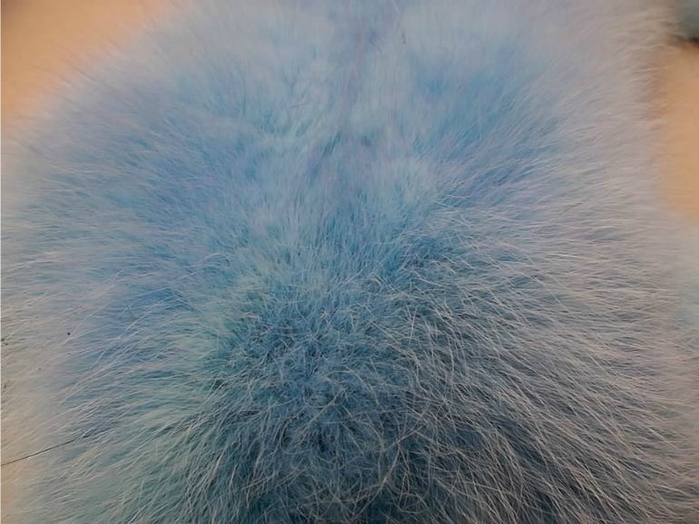 Шикарные цветные шкуры песца..лисы..чернобурки енот и т тд