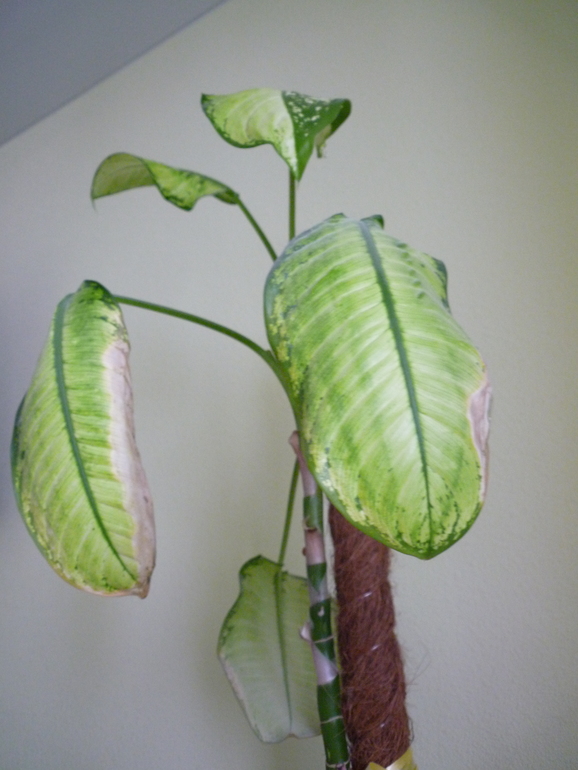 что с ним....