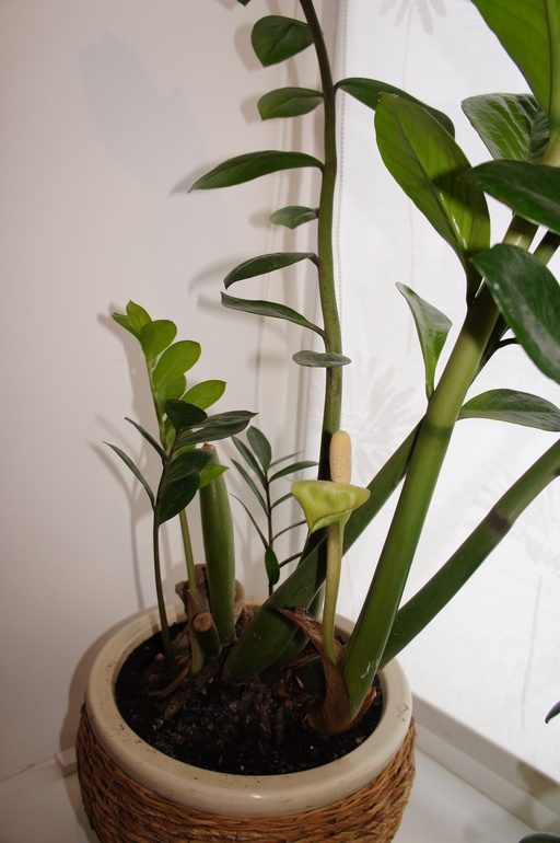 Земиокулькас