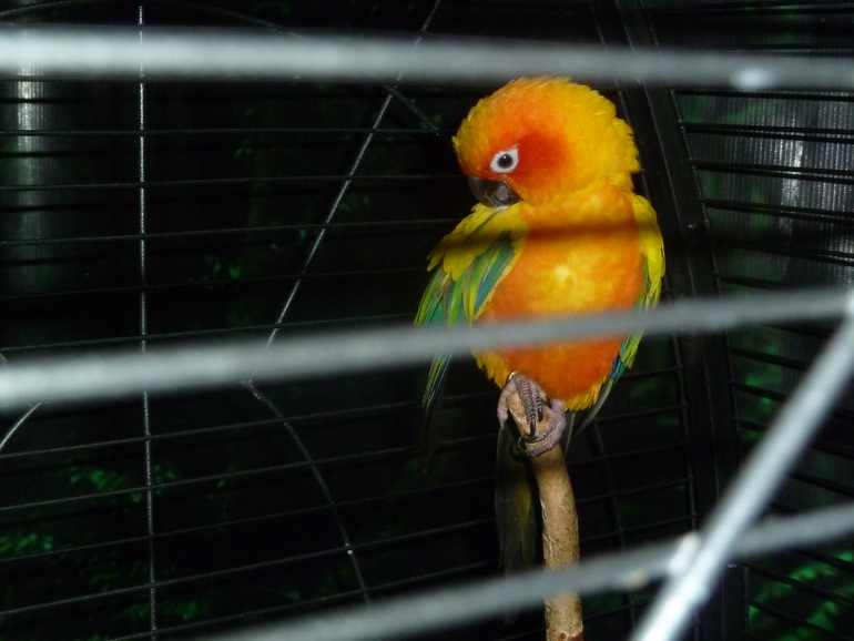 выставка тропических птиц