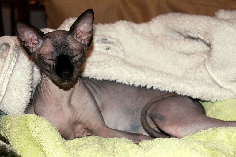 Кастрация кошки.