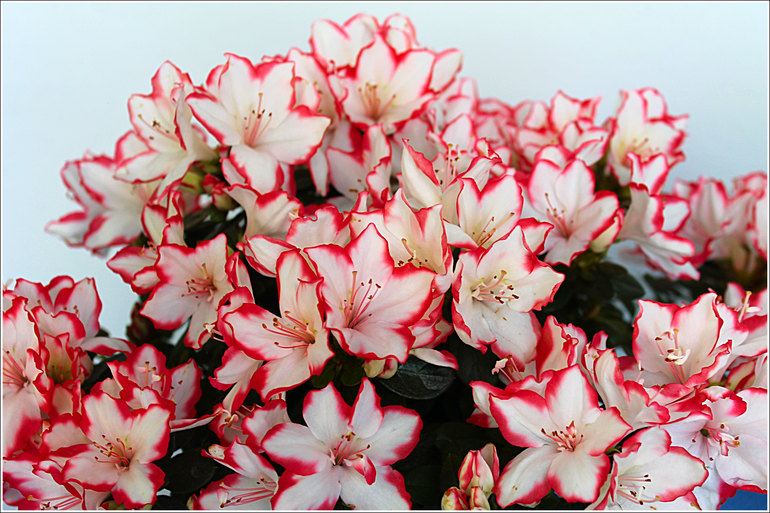 Азалия и кое-что ещё...