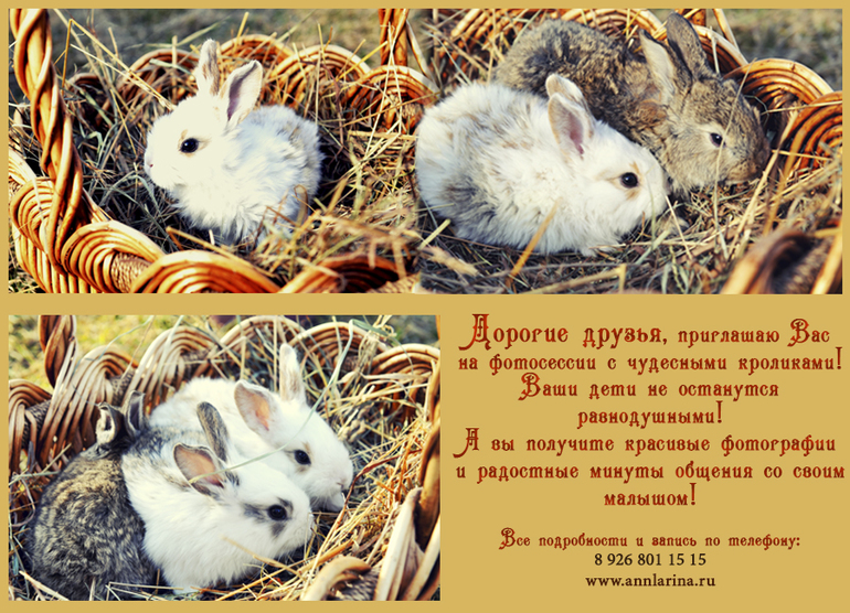 Фотосесии с  малютками - кроликами!!! Зеленоград.