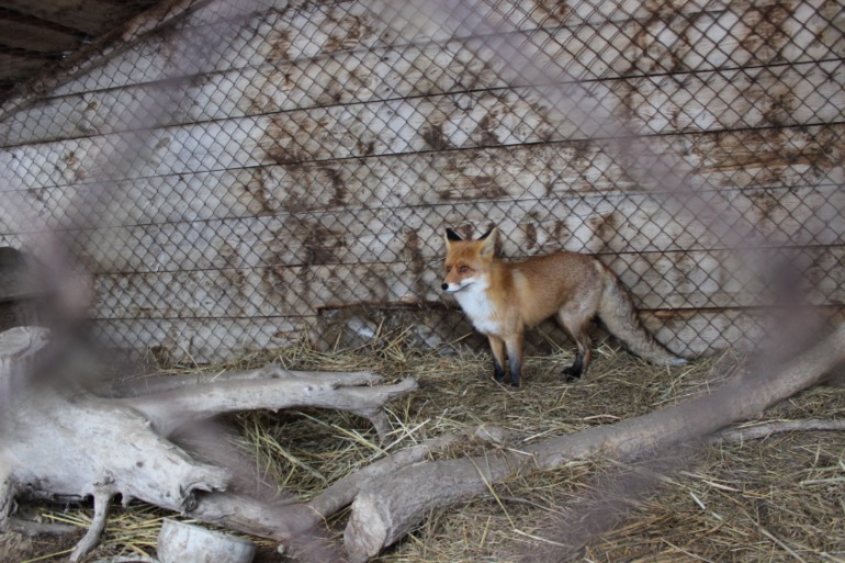 Поездка с классом в Дмитровку )  и школьная