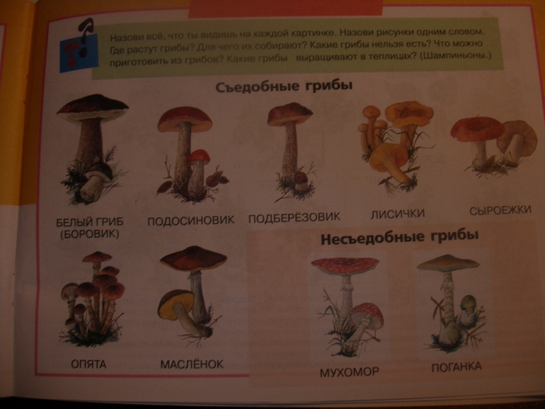 ТЗ " Живые грибы".