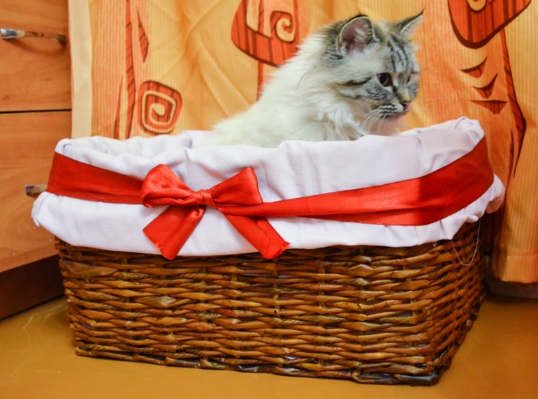 Котосборник)