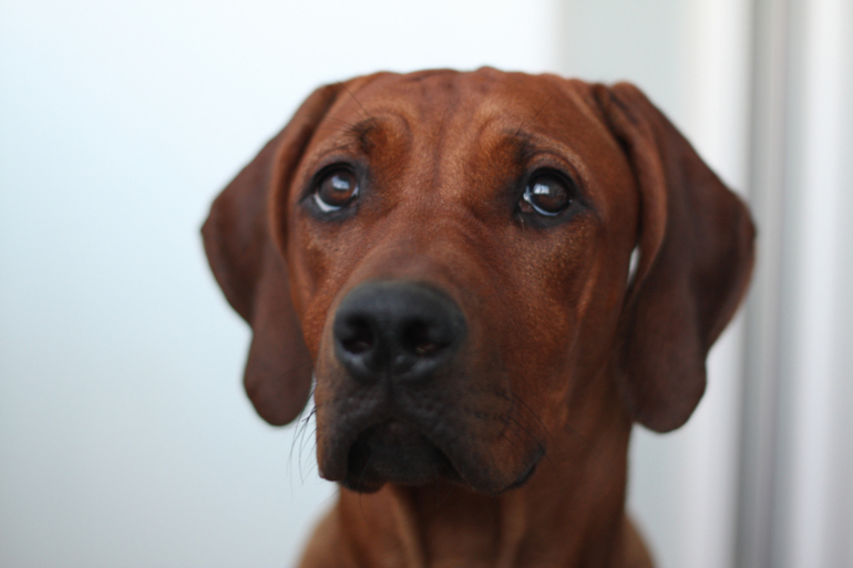 Шанькины успехи