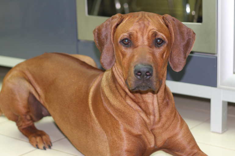 Шанькины успехи