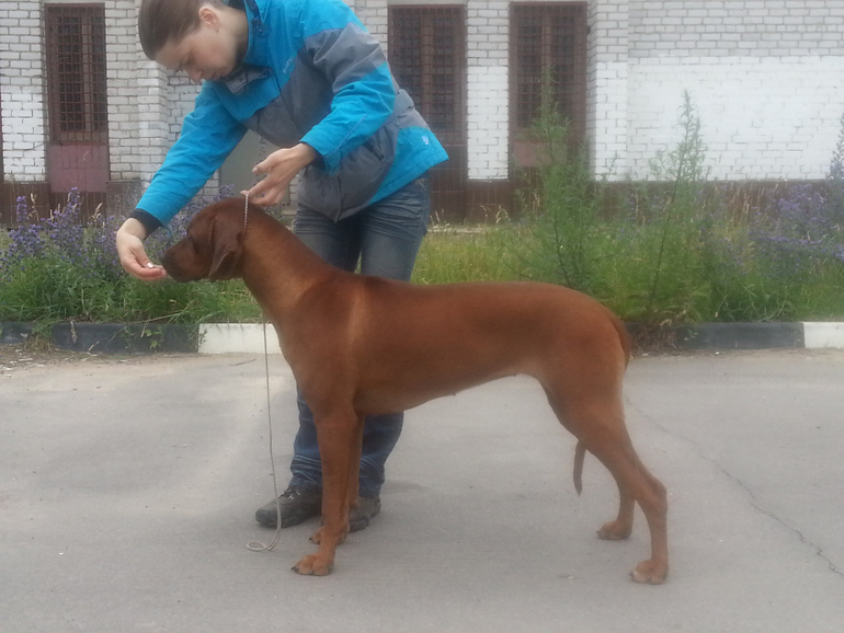 Шанькины успехи