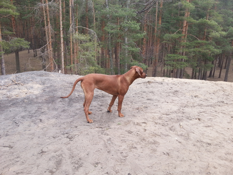 Мы тут, мы не пропали :)