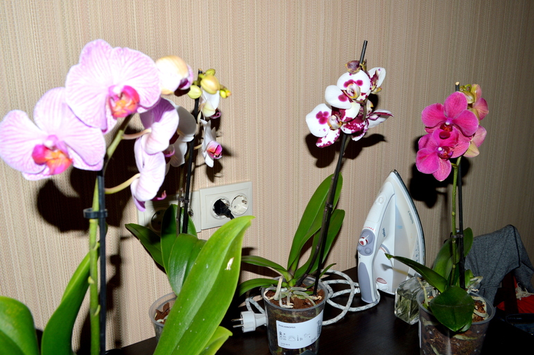 орхидея фаленопсис