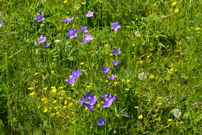 Шашлык с сухим маринадом.
