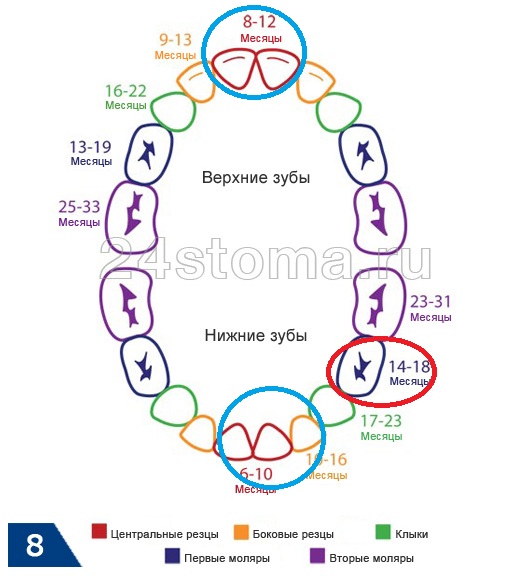 Очередность зубов