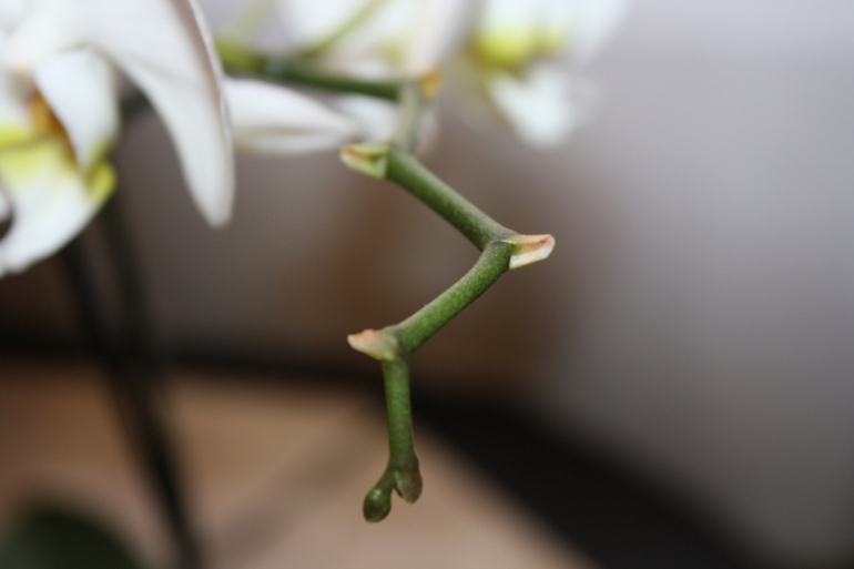 помогите спасти орхидею