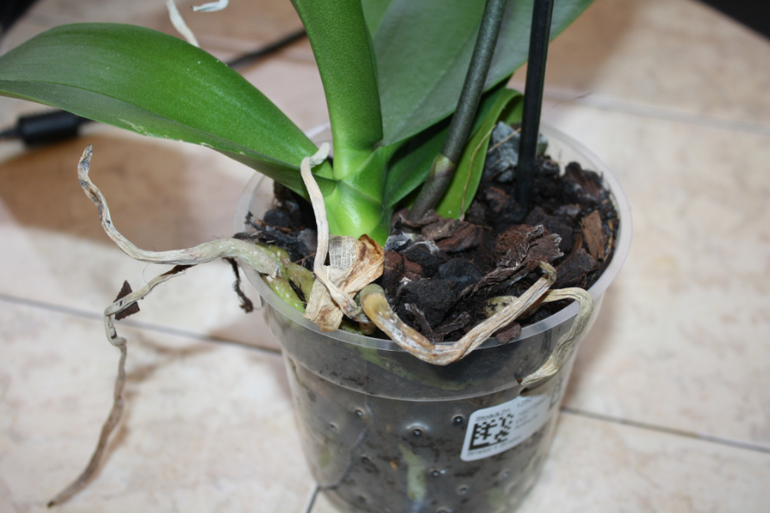 помогите спасти орхидею