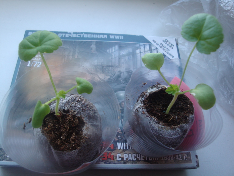 Пеларгония из семян.