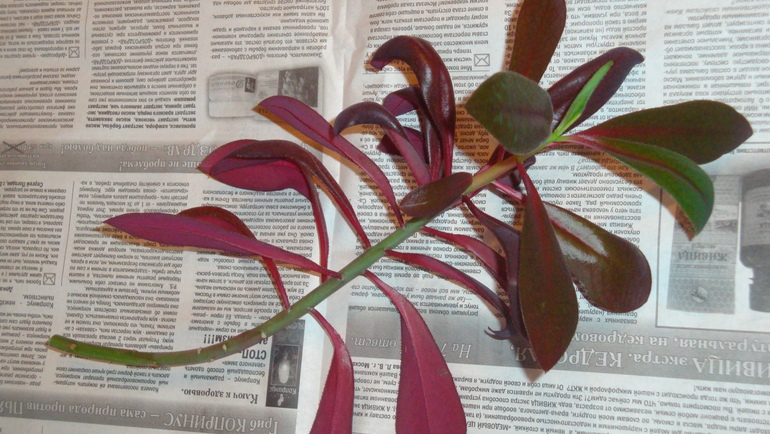 Пожалуйста,подскажите название цветика!