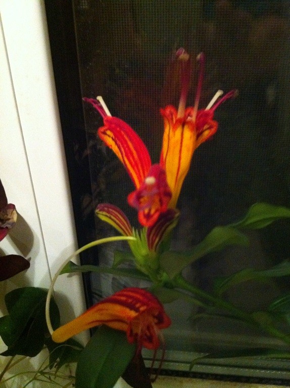 Что за чудо?)