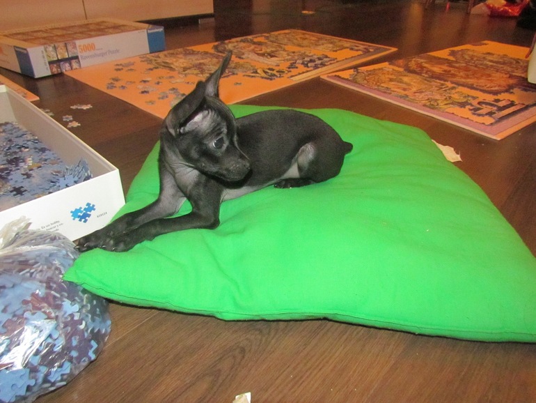 Мои тойчики :)