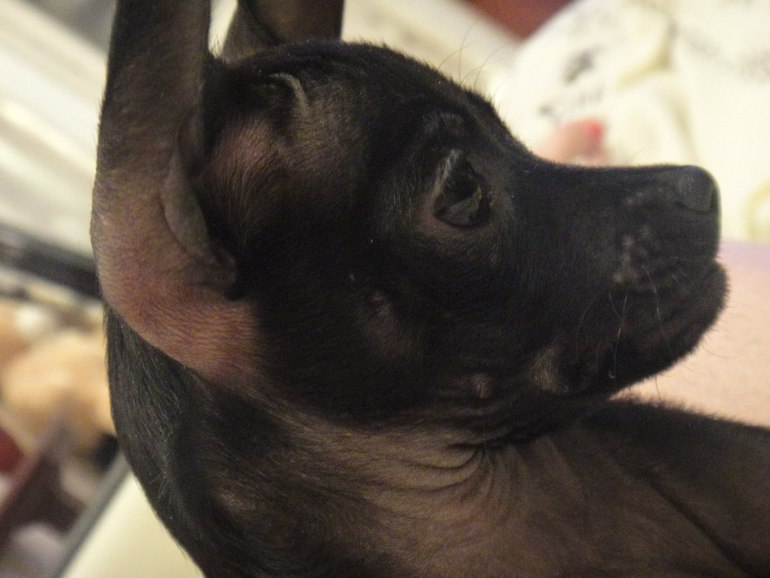 Мои тойчики :)