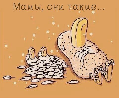 Материнство