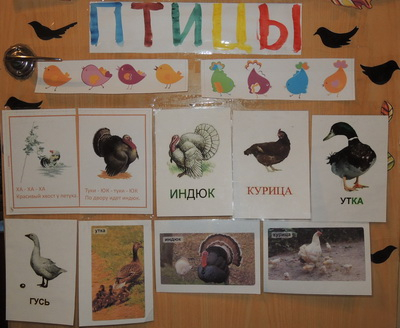 ТН №17 Птицы. 1 год 6 месяцев