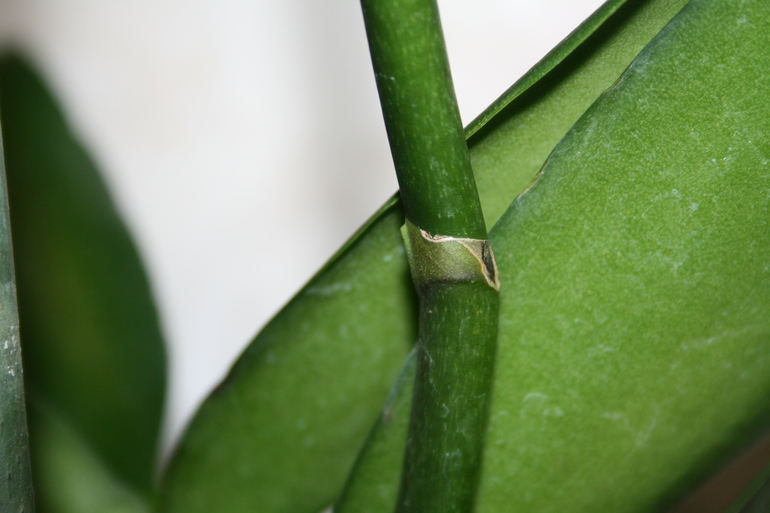 Что это может быть?