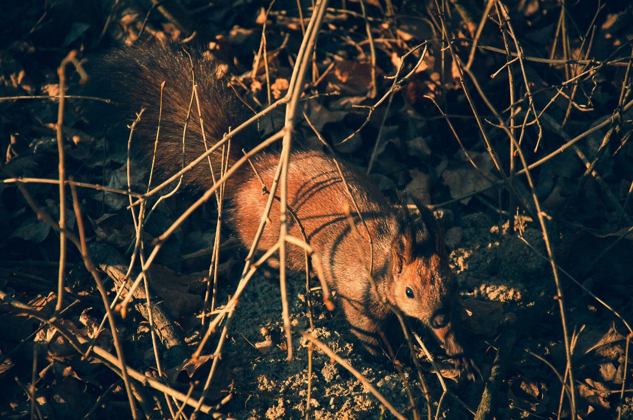 Приветик всем! Не писала давненько, попытаюсь вспомнить чего у нас новенького. Купили новую коляску от которой я просто балдею, очень удобная, легкая, с большой корзиной, с матрасиком и утепленным отстегивающимся чехлом на ножки и что для нас самое главное - компактная в сложенном виде и не огромная, так как я маленькая. На 8 марта мужчины наши нам с дочкой подарили каждой побукетику тюльпанов и мне плойку для выравнивания волос. На позапрошлой неделе ходили гулять в парк, погодка была замечательная. Нафотографировались, белочки там всякие, а в 5 вечера я неожиданно вспомнила, что у меня экзамен в этот день на 7 вечера по фотошколе)))) Экзамен сдала) Еще вспомнила, что снимала как проходят с*емки нового клаппа гр. Антителла на песню "Над полюсами". Записалась на МК свадебного фоторгаф в Киев на май) Уже жду не дождусь. А на прошлые выходные были в селе, поработали все дружненько, а Ромик гладил собаку Боса (это наша собака в селе). Муж спилил мне березовые веточки для работы с новороденными, думаю скоро я покау свои труды в работе) Ромчик растет потихоньку, зубов правда маловато, спит всю ночь, моет пару раз проснуться если раскроется и замерзнет или просто что-то приснится...А так молодец. Ну и как всегда немного фоточек.)