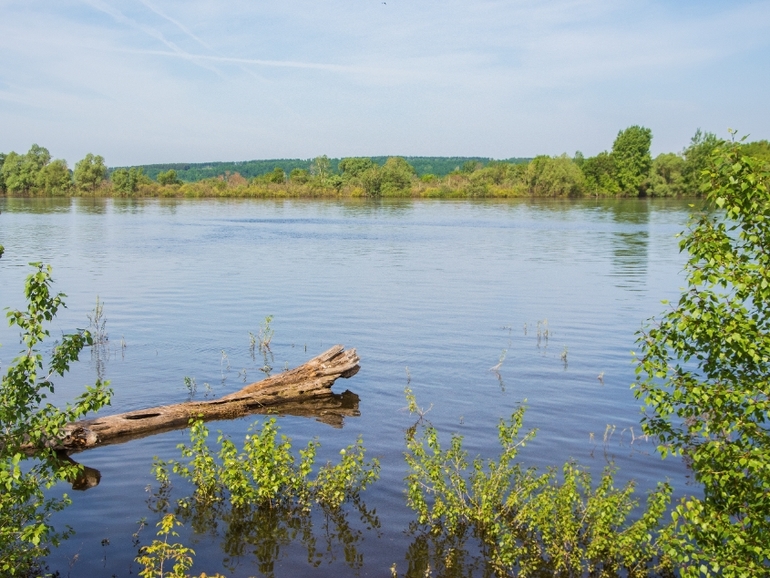 Никола Вешний.