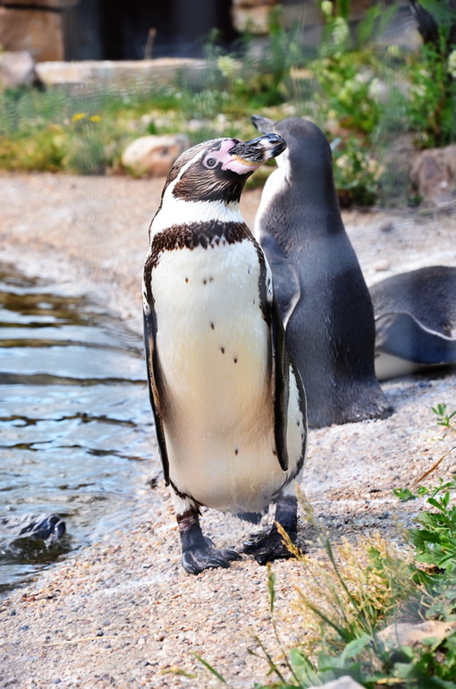 ВОРОБЬИный день :)