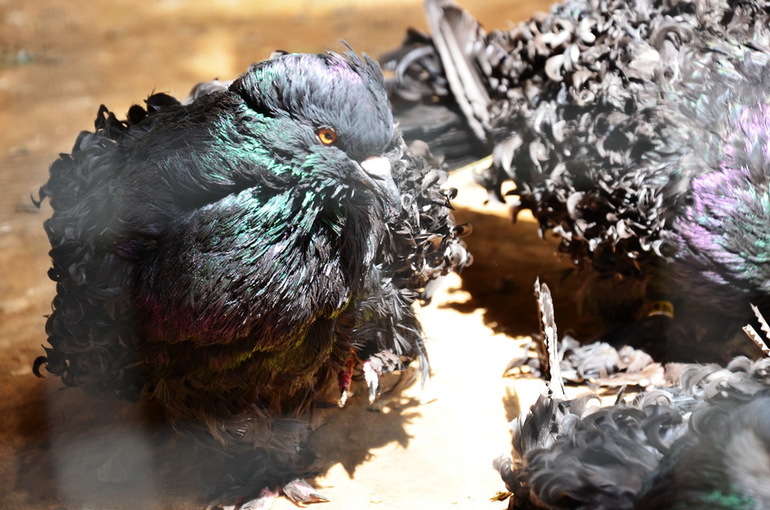 ВОРОБЬИный день :)