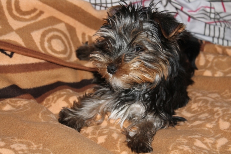 У нас появился еще один сынок...