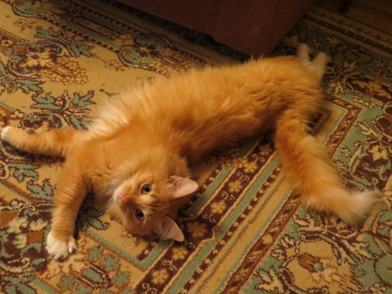 Что-то подумала, что нашего любимца никогда не показывала:)