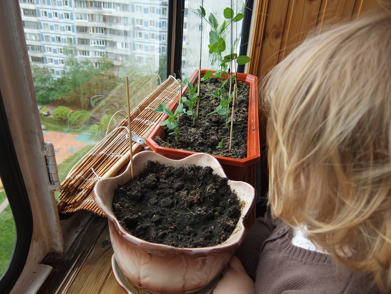 Баба сеяла горох...