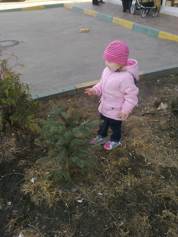 В лесу родилась елочка...