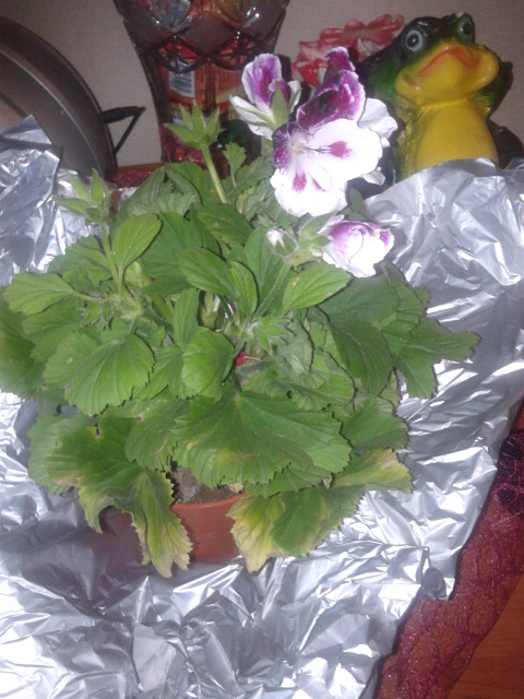 Подскажите название цветка пожалуйста.