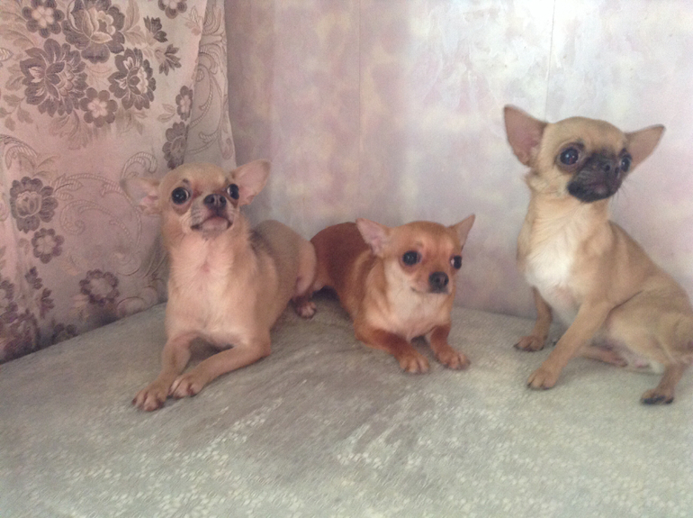 Голубая сука чихуахуа!