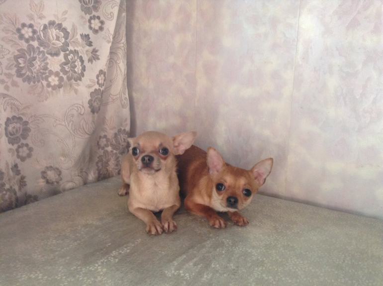 Голубая сука чихуахуа!