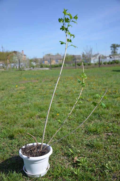 Зачем строить дом??? (с фото)