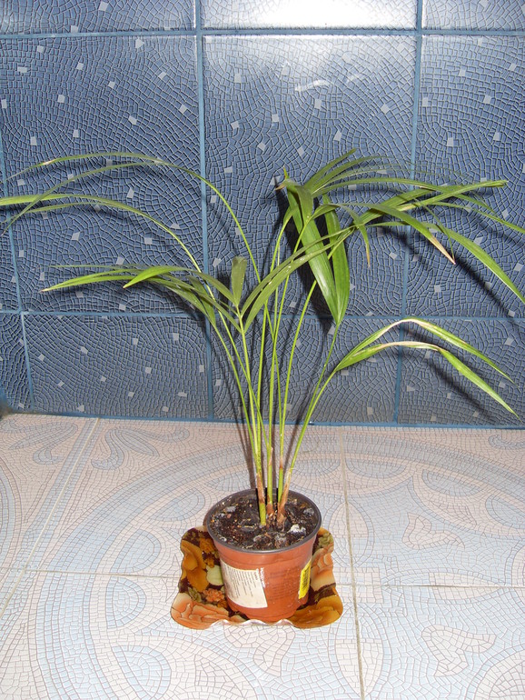 Арека и шефлера.